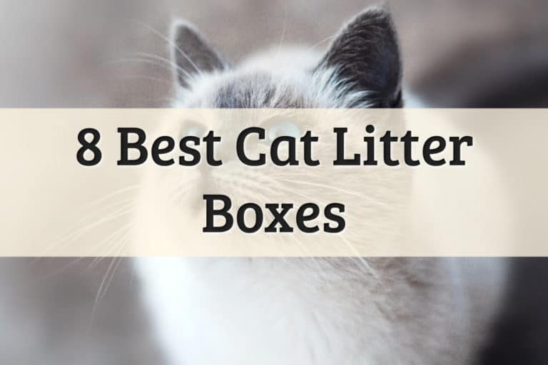 Best Cat Litter Box Feature Image