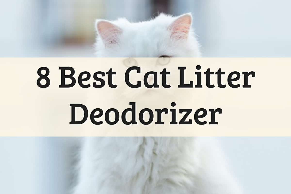 Cat Litter Box Deodorizer Feature Image