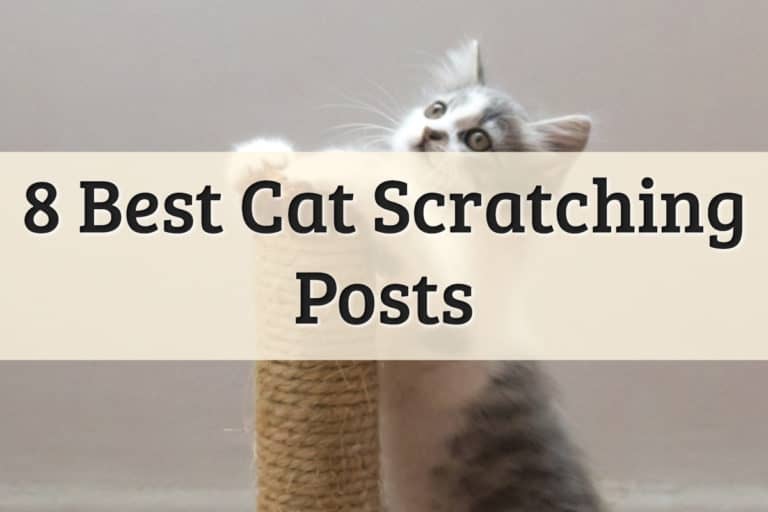 Best Cat Scratching Post Feature Image