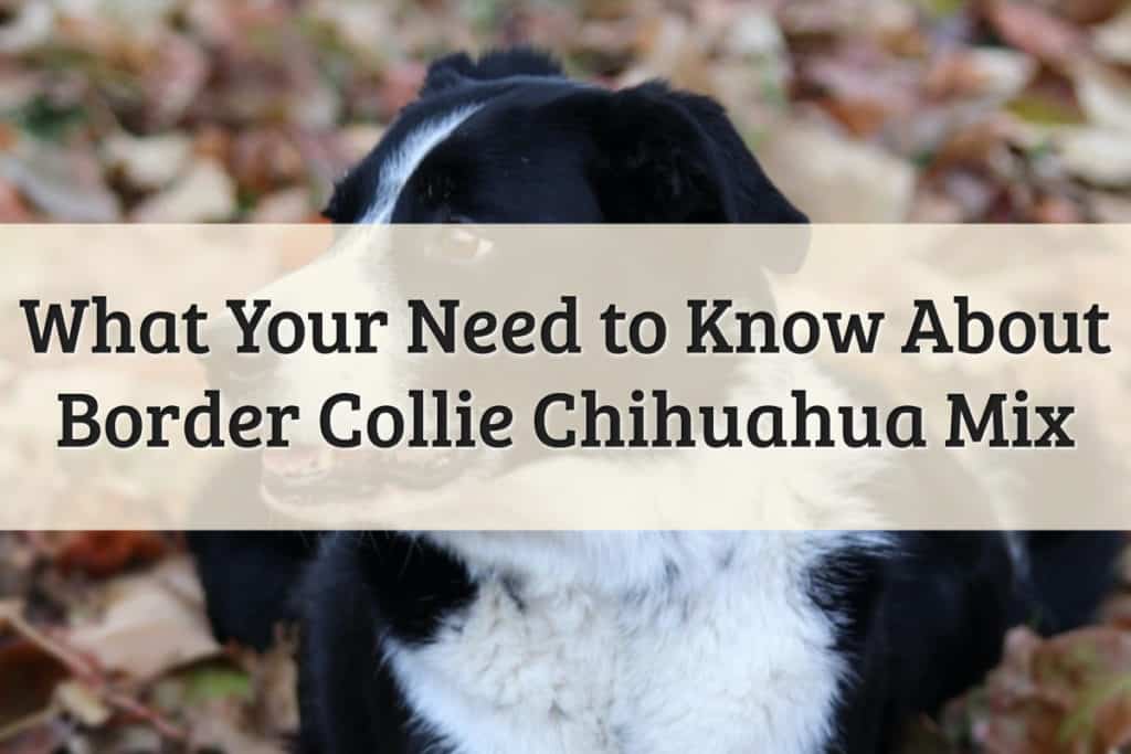 Border Collie Chihuahua Mix Feature Image