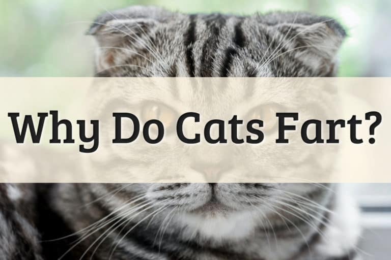 Why Do Cats Fart Feature Image