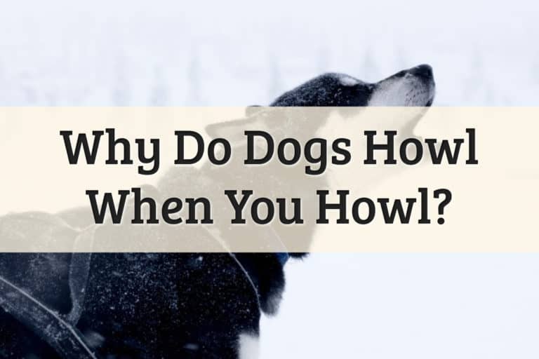 Why Do Dogs Howl Feature Image