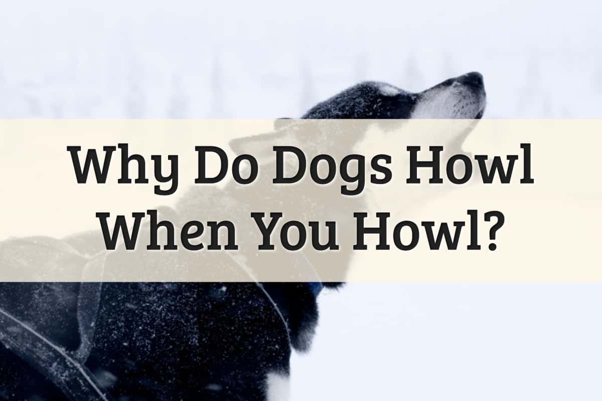 Why do dogs howl when you howl at them