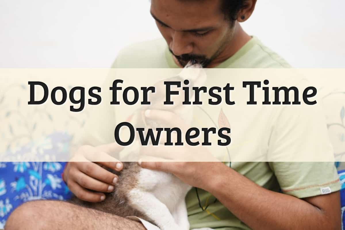 10 Dog Breeds for First Time Dog Owners (2022 Full Guide)