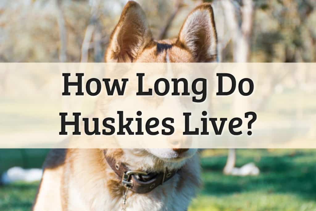 How Long Huskies Live Feature Image