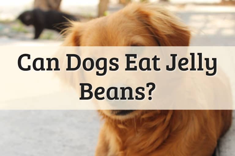 Can Dogs Eat Jelly Beans Feature Image
