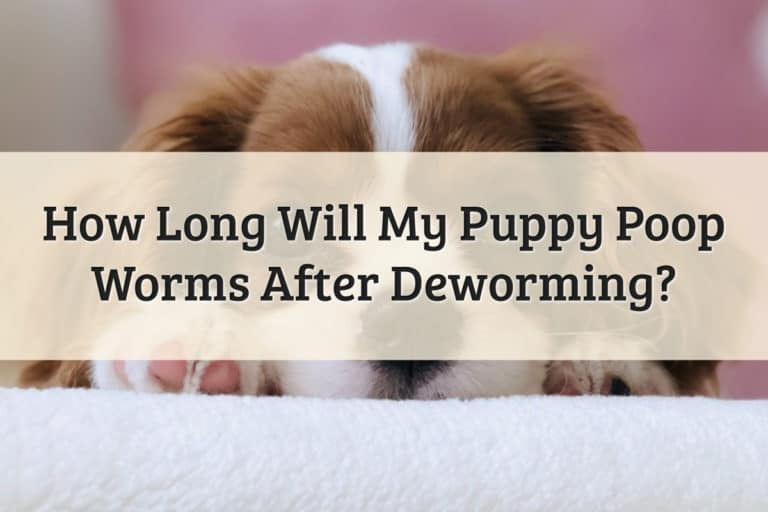 How Long Will A Puppy Poop Worms After Deworming Feature Image