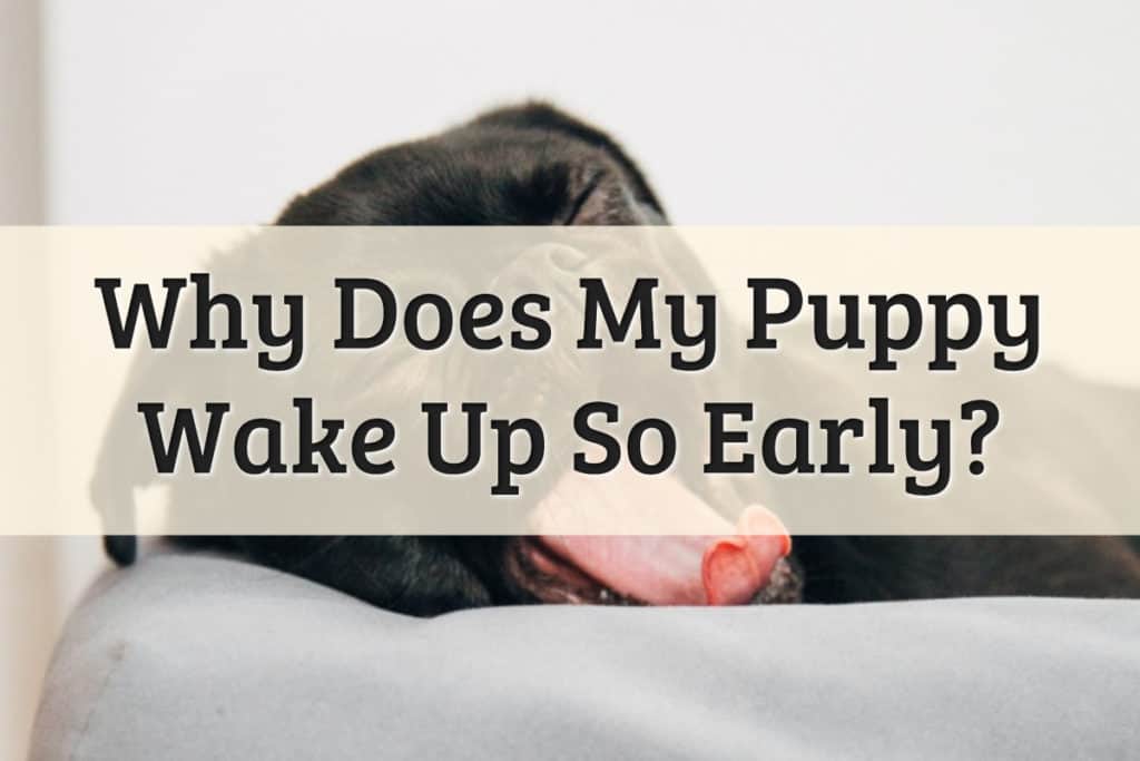 Why Does My Puppy Wake Up Early Feature Image
