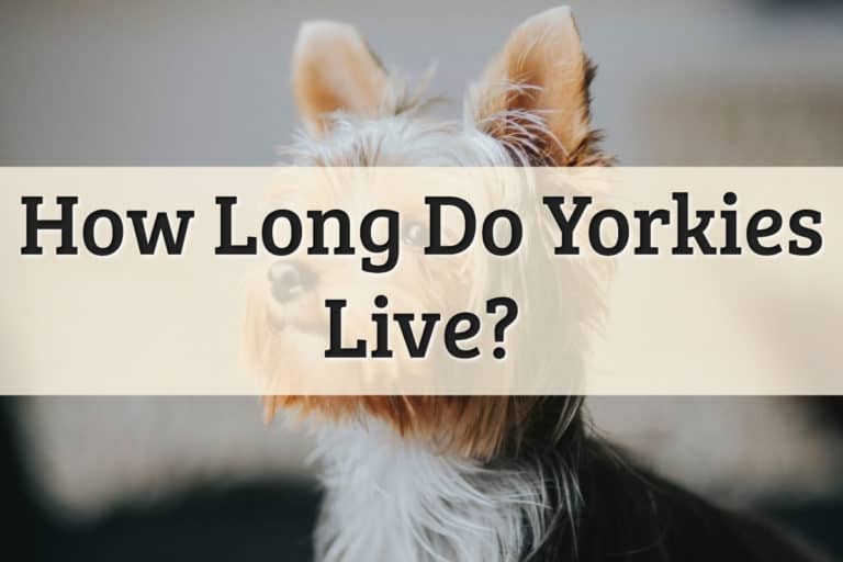 How Long Yorkies Live Feature Image