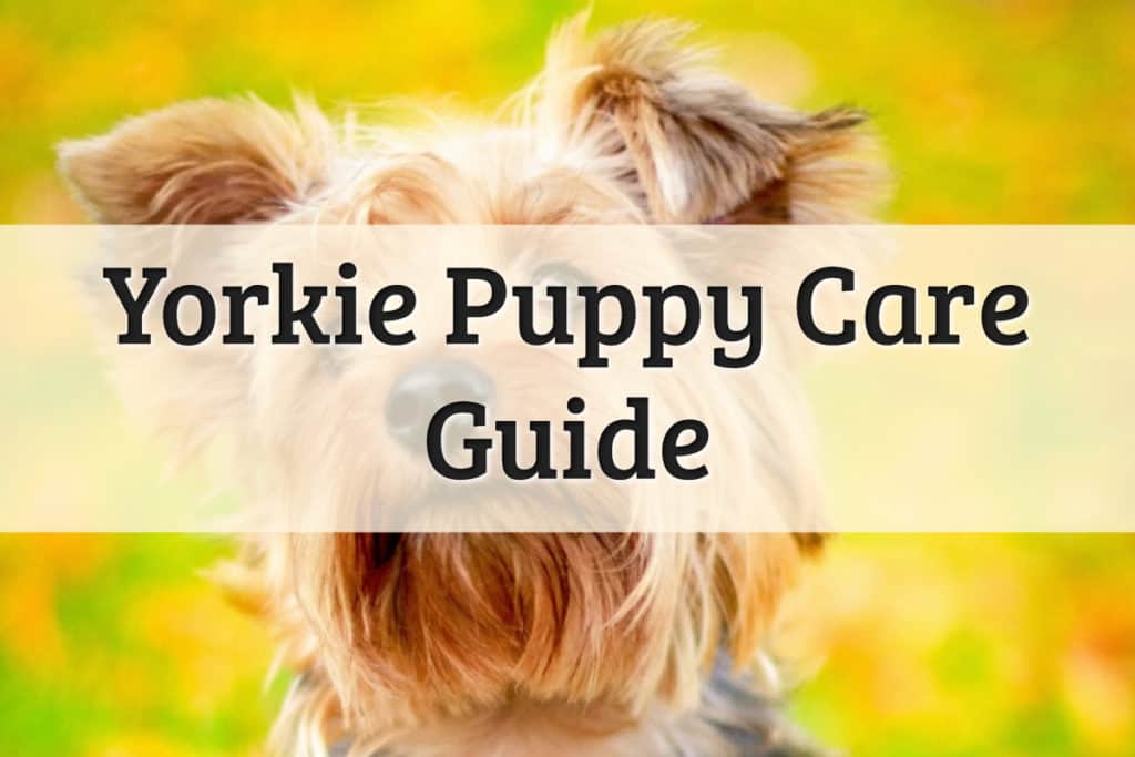 Yorkie Pup Care Guide Feature Image