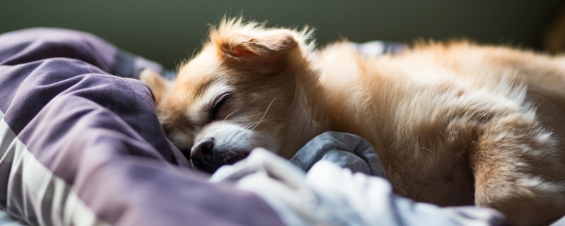 Everything About Dogs Breathing Fast While Sleeping (2021)