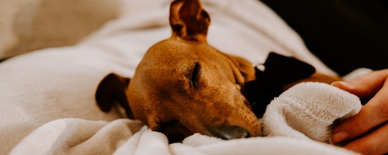 Everything About Dogs Breathing Fast While Sleeping (2022)