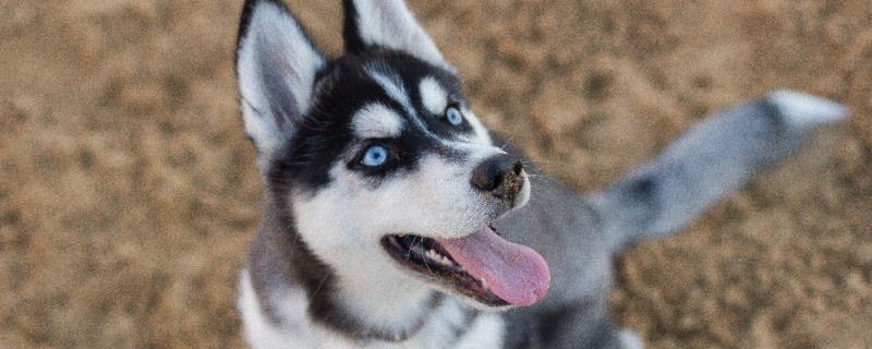 Husky Average Age and Health Guide
