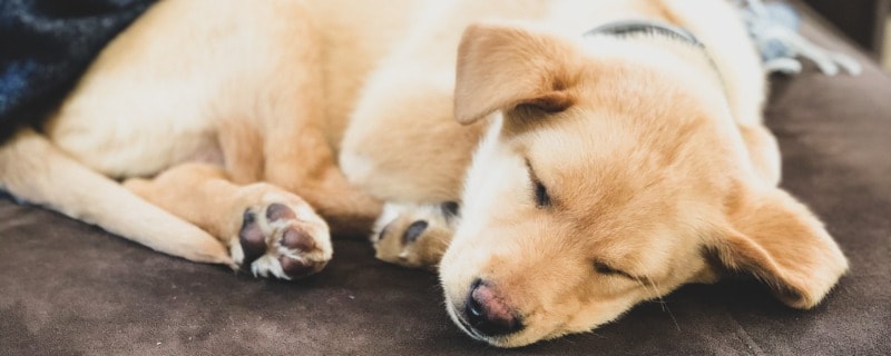 Everything About Dogs Breathing Fast While Sleeping (2021)