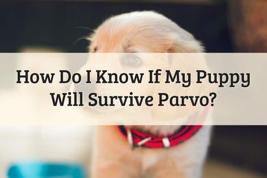 How to Know if Puppy Will Survive Parvo Feature Image