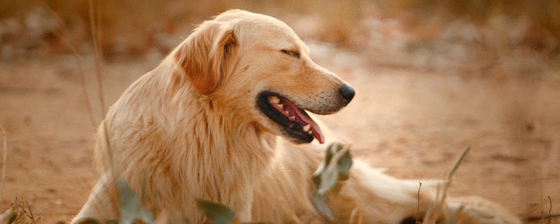 What is the Best Breed of Golden Retriever
