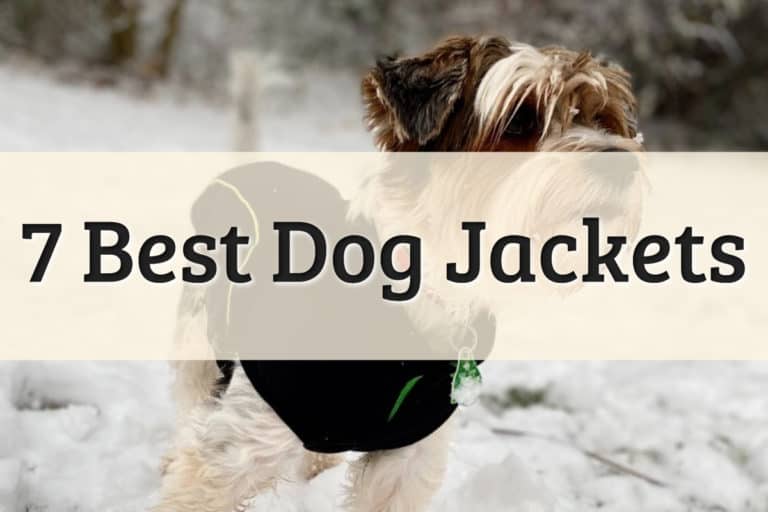 Best Jackets for Dogs Feature Image
