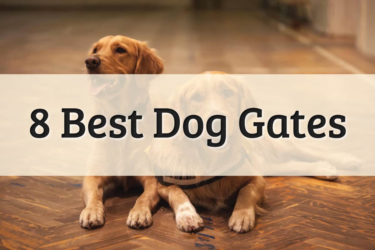 Best Indoor Dog Gate Feature Image