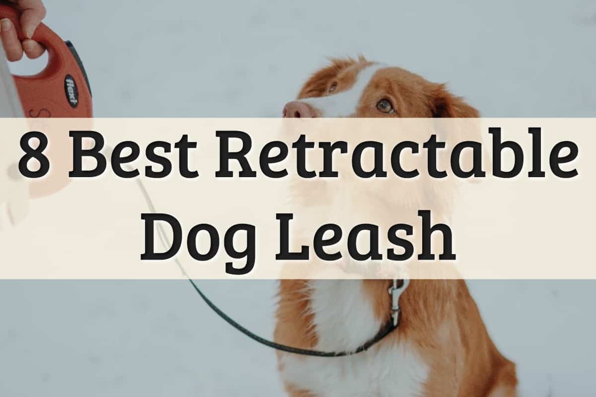 Best Retractable Dog Leash Feature Image