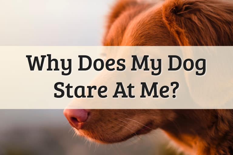 Why Does My Dog Stare at Me Feature Image