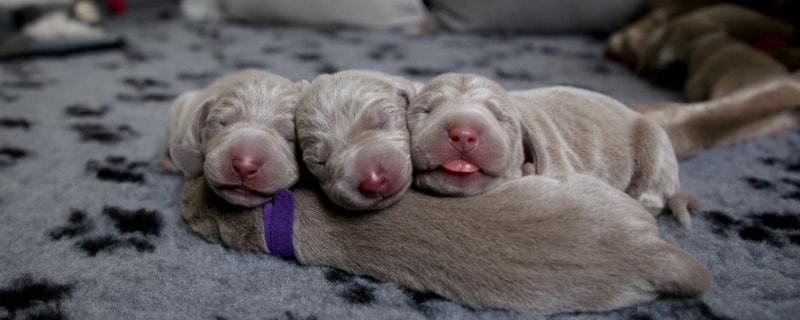 How long does it take for puppies to open their eyes