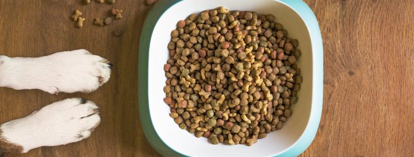 Moving From Wet Dog Food to Dry Food For Your Dog's Digestion