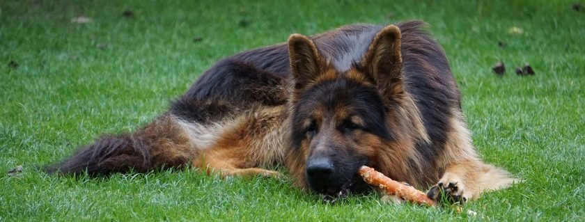 A Dog Chewing His Bully Sticks