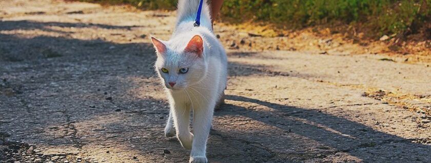 A Cat Having A Walk While On A Leash