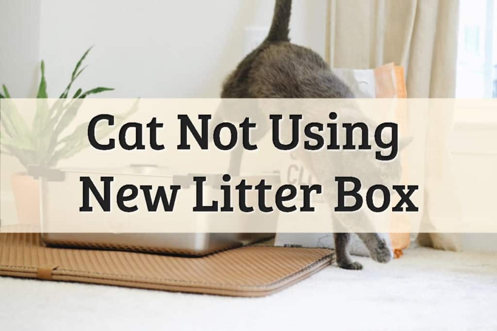 A Feline Just Finished Urinating In The Box Feature Image