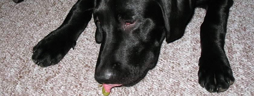 A Labrador Wanting To Have The Grape Consumed