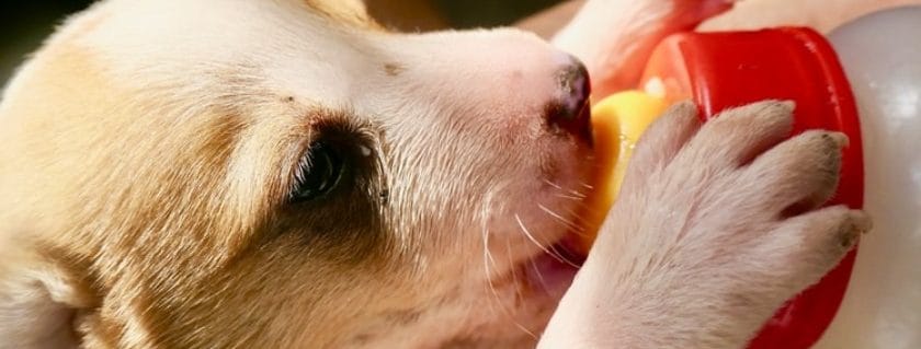 A Puppy Milk Containing Beneficial Bacteria