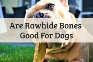 Are Rawhide Bones Good For Dogs Feature Image