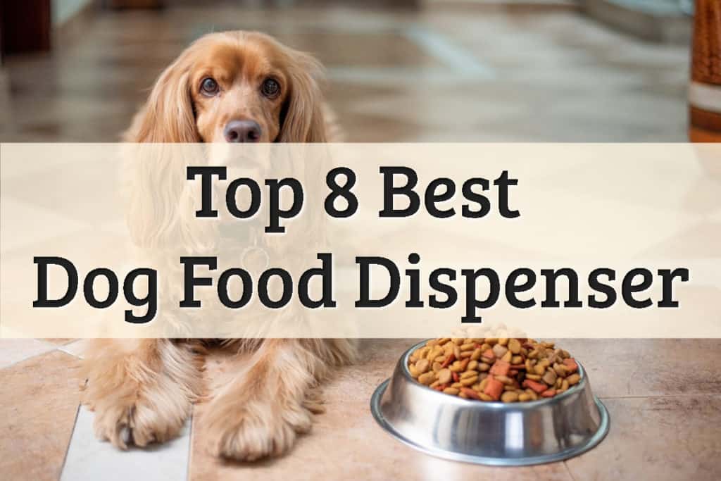 Best Automatic Dog Feeders-A Dog With Her Food Bowl Ready Feature Image