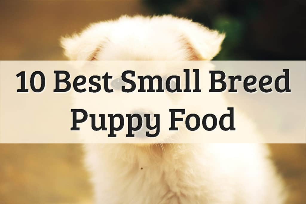 Best Dog Food For Small Breed Puppy Life Stage Feature Image