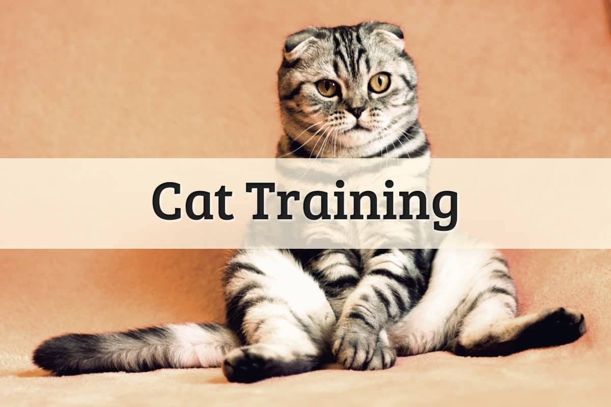 Cat Training Featured Image