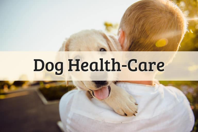 Dog Health Care Featured Image