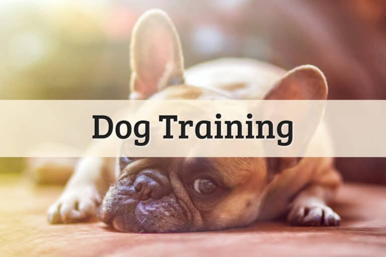Dog Training Featured Image
