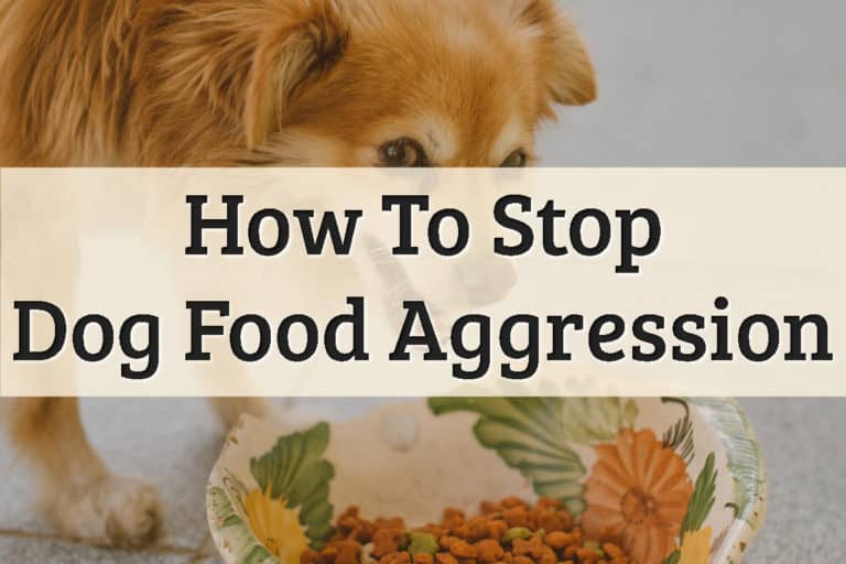 Food Bowl Aggression-A Dog Growling While She's Eating The Meal Feature Image