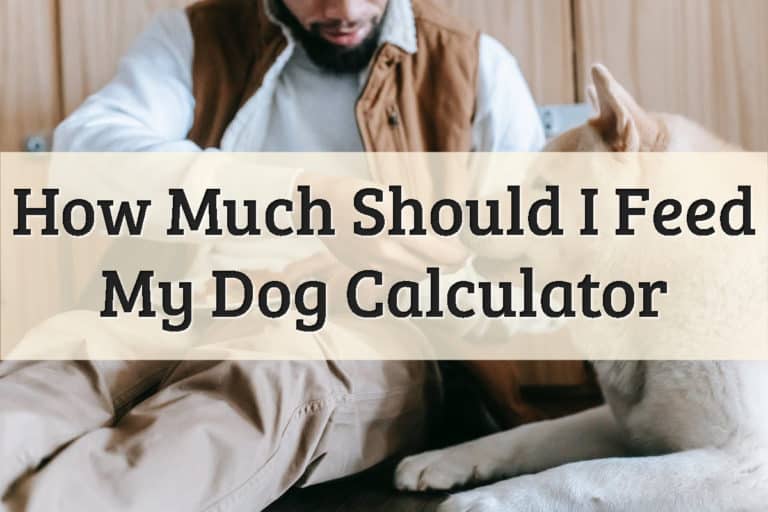 How Much Should I Feed My Dog Calculator Feature Image