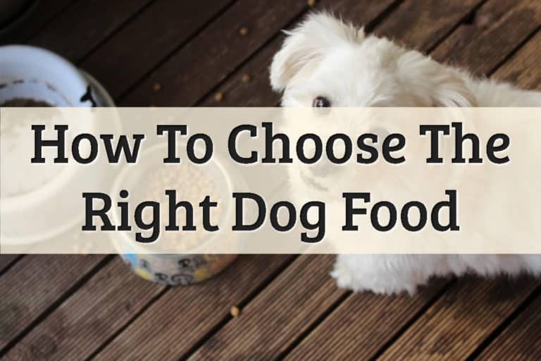 How To Choose Dog Food Feature Image