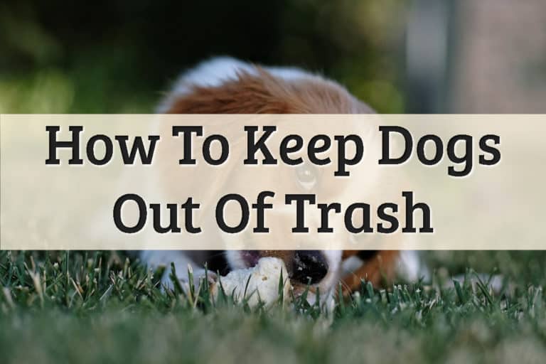 How To Keep Dogs Out Of Trash Feature Image