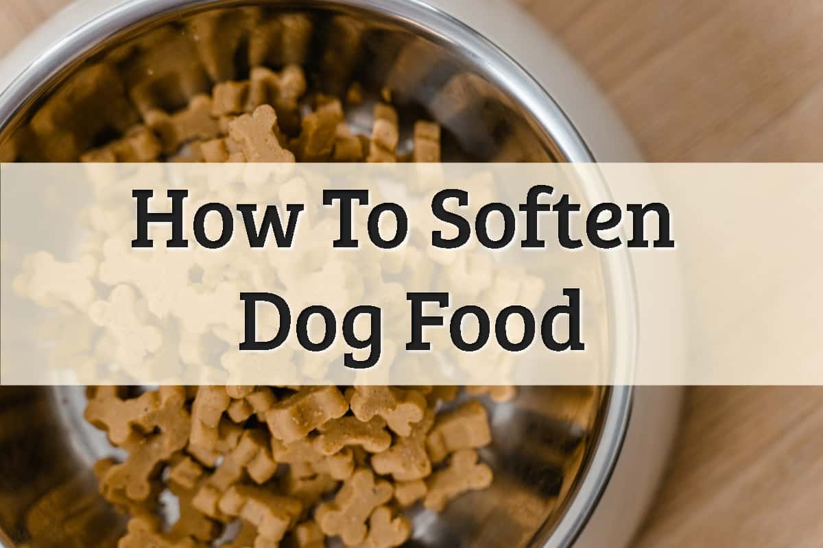 how to make dog food soft for older dogs?