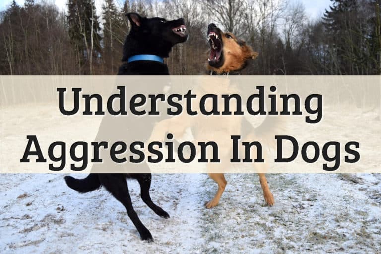 Understanding Aggression In Dogs Feature Image