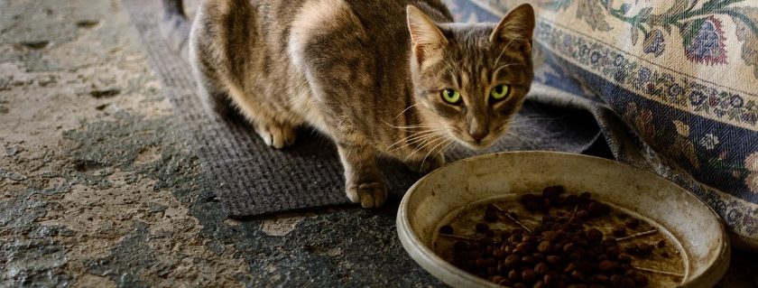 A Stray Cat Was Given Dog Food