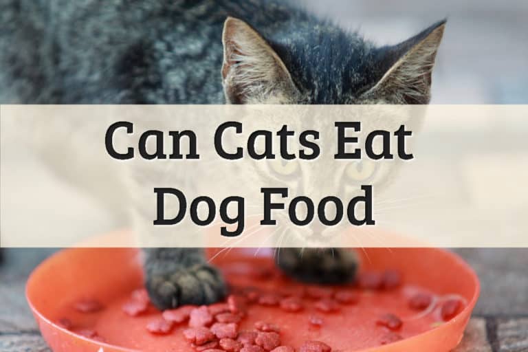 Can I Feed My Cat Dog Food Feature Image