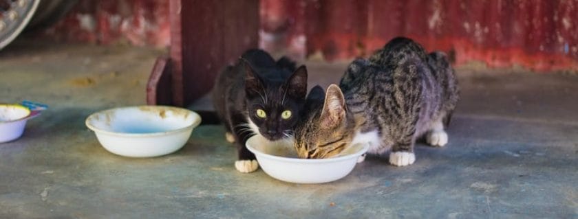 Feline Animals Eating In A Dog's Bowl