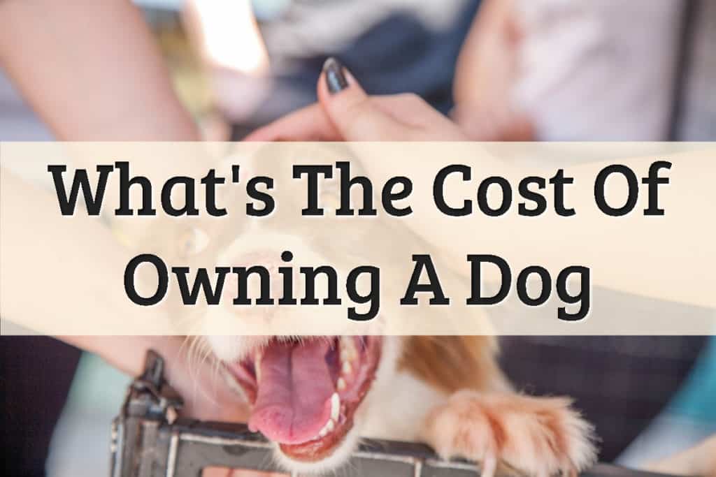 How Much Does A Dog Cost Feature Image