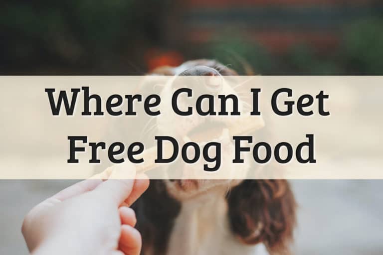 Featured Image - Where Can I Get Free Dog Food