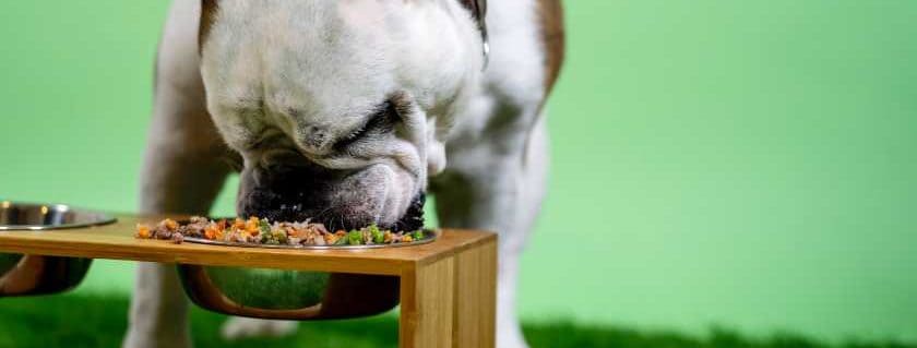 cute pug eating food