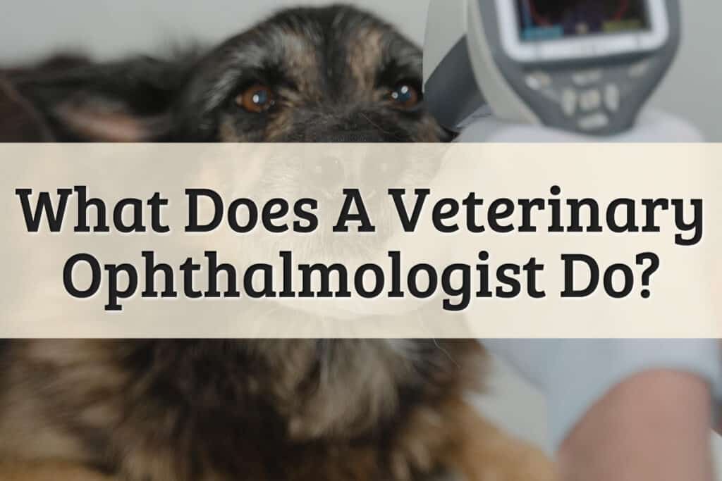 Featured Image - What Does A Veterinary Ophthalmologist Do